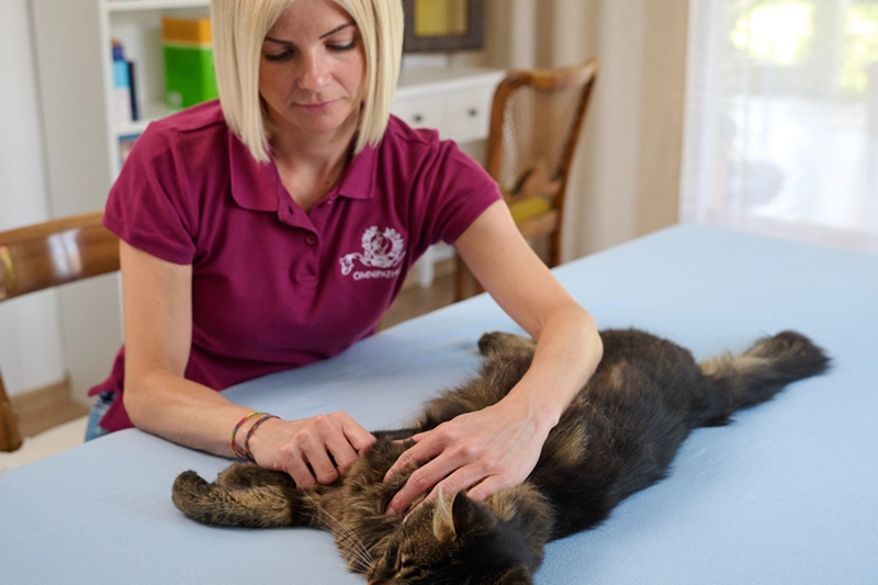 Doris behandelt die Wirbelsäule einer Katze mit sanften Handgriffen.